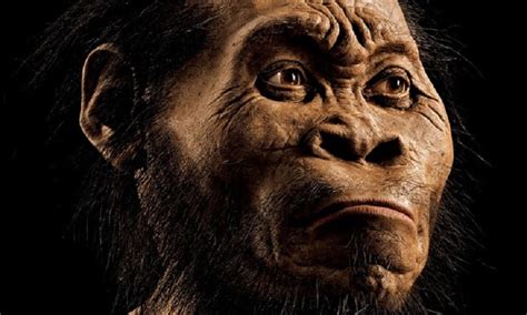 Ancient Human Species Dis 010 Homo Naledi By Palaeoartist John Gurche
