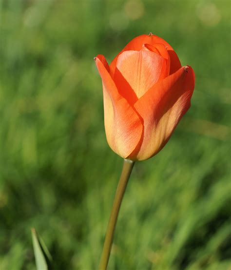 Fotos Gratis Flor Pétalo Florecer Tulipán Primavera Rojo