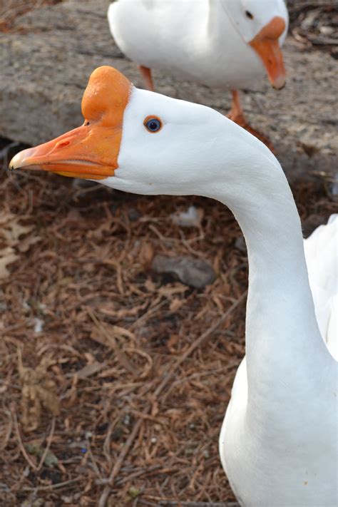 White Chinese Geese Goose Canada Goose Bird