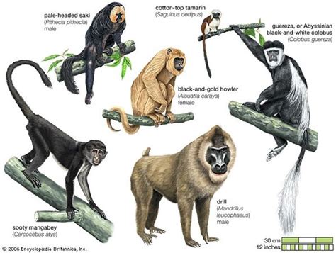 Primate Definition Biology And Facts