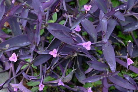How To Grow Lush And Vibrant Wandering Jew Plants The Ultimate Guide