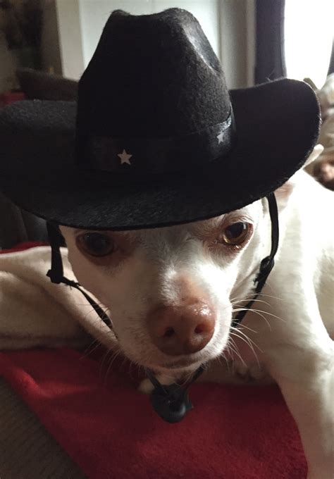 Pin By 😛 Cheryl On Chihuahuas My Beau Beautiful Baby Girl Cowboy Hats