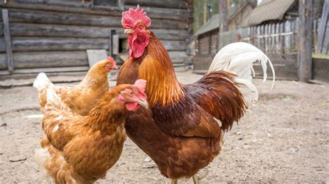 Understanding The Chicken Pecking Order Dine A Chook