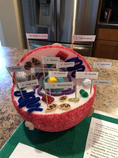 Rileys 7th Grade Animal Cell Project We Used A Styrofoam