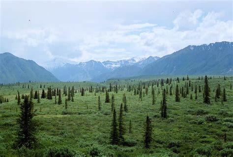 Arctic Tundra Trees
