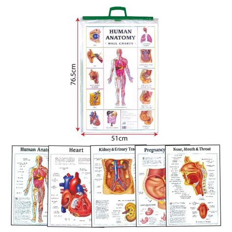 Charts Human Anatomy Bi