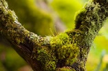 Moss: The 350-million-year-old plants that turn the unsightly 'into ...