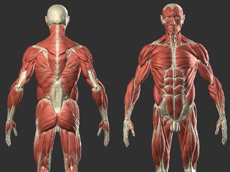 3d Muscle Anatomy