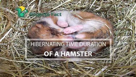 Do Hamsters Hibernate With Their Mouth Open Learn All The Possible