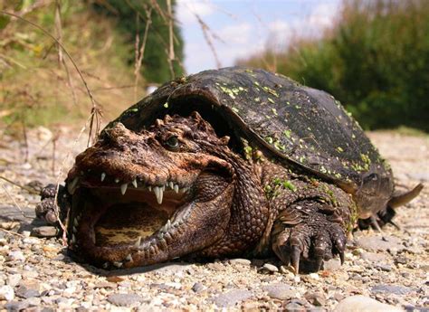 37 Best Images About Alligator Snapping Turtle On Pinterest Mouths