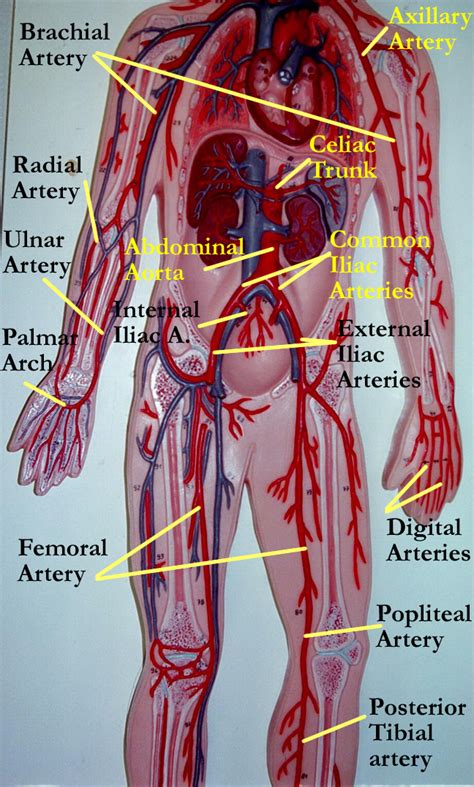 Blood vessels (labeled) coloring page. Vessel Lab