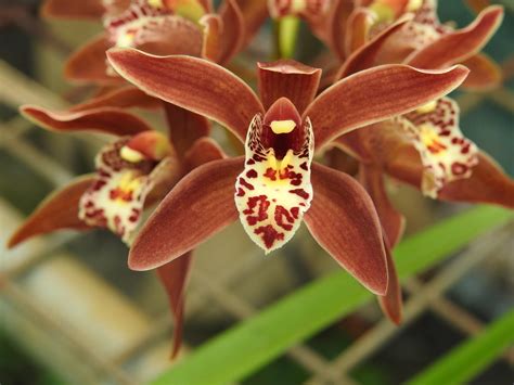 Miniature Orchid Tiny Brown Arched Cymbidium Orchid Grows  Flickr