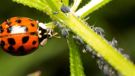 Need A Natural Pesticide Go For Ladybugs