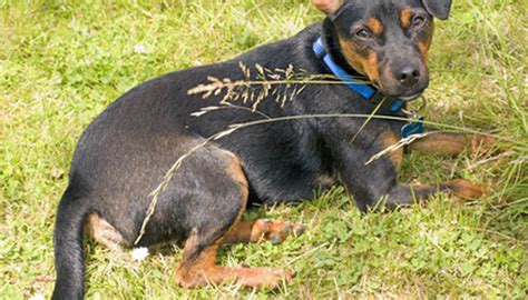 If applied correctly, fertilizer can help your lawn stay. Scotts Fertilizer for Pet-Damaged Lawns | Garden Guides