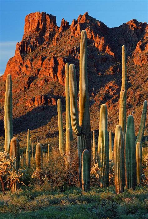 Hill Cactus Hill Cactus Cactus Red In 2021 Arizona Cactus Desert