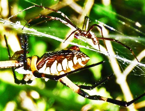 The female is marked with black, yellow, and white on the abdomen, and silvery hairs on the carapace. Bugs In The News