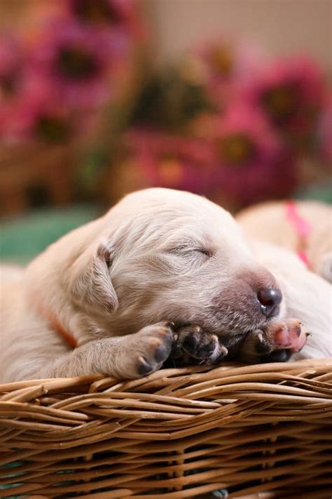 703 Newborn Golden Retriever Puppy Stock Photos Free And Royalty Free