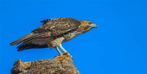 Cannundrums Western Red Tailed Hawk