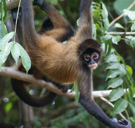 Ateles Geoffroyi Geoffroys Spider Monkey Sighted Costa Rica