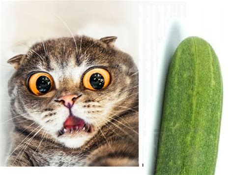 Rejoice We Finally Know Why Cats Are So Afraid Of Cucumbers Playbuzz
