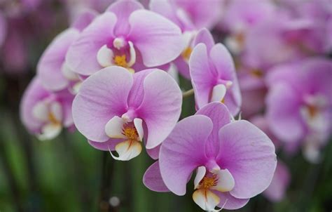Wallpaper Macro Lilac Orchid Phalaenopsis Images For Desktop