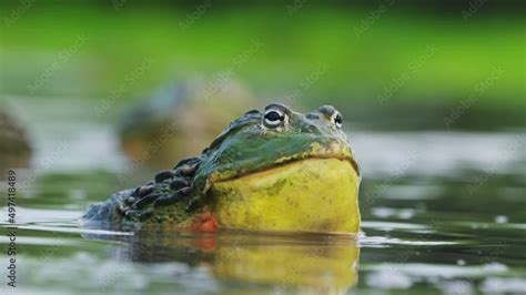 Close Up Of Colorful Huge Bullfrog Expanding Its Throat To Attract