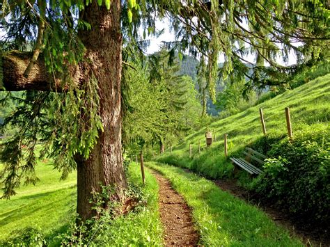 Free Images Tree Forest Path Grass Bench Field