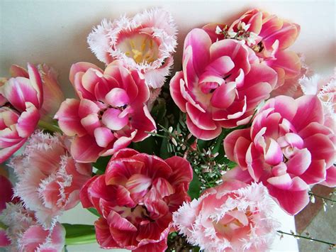 Hình ảnh Thực Vật Cánh Hoa Hồng Hệ Thực Vật Tulip Bouquet Hoa