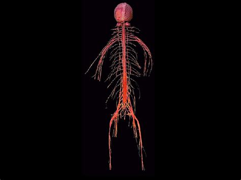 Brain And Spinal Cord Plastinated Specimens Atonamical