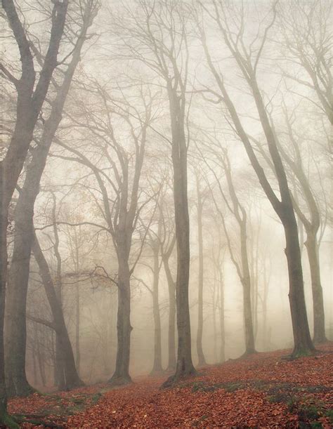 High Rising Trees Dirk Wuestenhagen Imagery Misty Forest Autumn