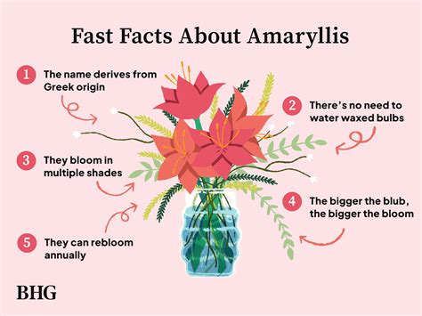 Amaryllis Facts That Make This Flower Even More Captivating 59 Off