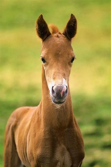 Pin By Lianna Banks On Equine Chestnuts Cute Baby Horses Most