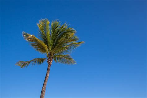 Free Stock Photo Of Lone Palm Tree Against Clear Sky