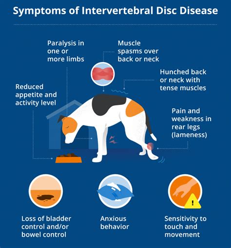 Intervertebral Disc Disease Ivdd In Dogs Canna Pet