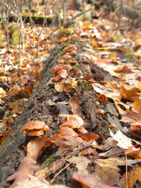 Some Michigan Finds Mushroom Hunting And Identification Shroomery