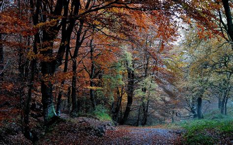 Colorful Autumn Forest Wallpapers Wallpaper Cave