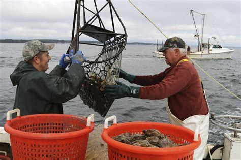 Chesapeake Bay Oysters Get More Attention At Pivotal Time Ap News