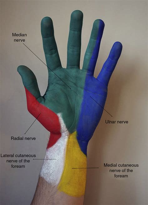 Cutaneous Innervation Of The Anterior Surface Of The Hand Yellow Download Scientific Diagram