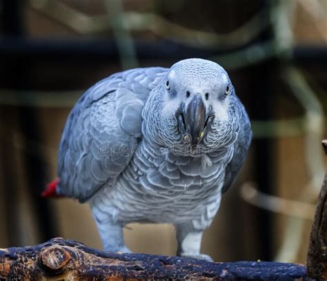 African Grey Parrot Close Up Looking At You Stock Photo Image Of