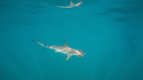 Types Of Hammerhead Sharks American Oceans