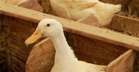 Metzer Farms Duck And Goose Blog Why Has My Duck Stopped Laying Eggs
