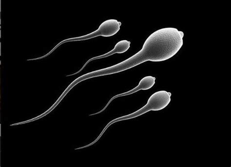 Unbelievable Human Sperm Swim In Completely Different Direction Than Previously Thought Read