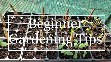 Beginner Gardening Tips Dos And Donts What You Actually Need To Start