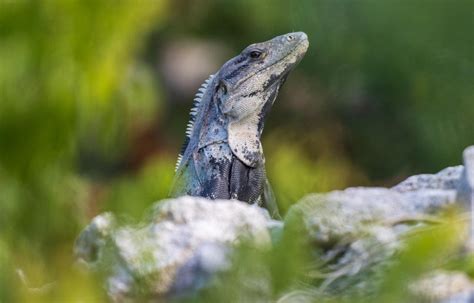 The 3 Invasive Iguanas in Florida: Guide with Pictures and Facts