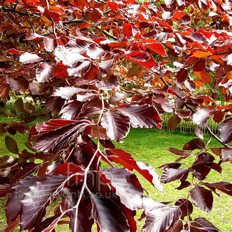 Fagus Sylvatica Purpurea Fagus Copper Beech Information