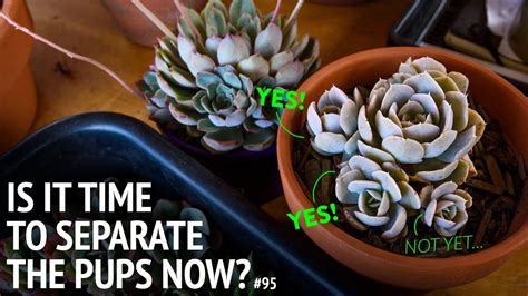 If you can add another when these plants are crowded, the pups have to twist and contort to find a way to get to the surface. #95 When should I separate the pups? - YouTube ...