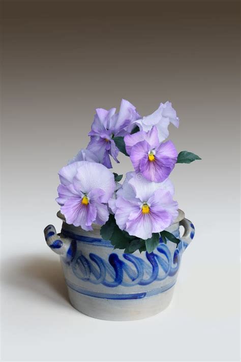Beautiful Purple Pansies Flowers In A Pot Stock Image Image Of
