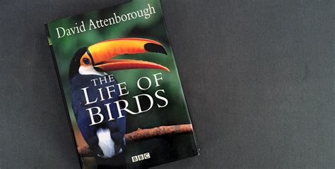The Life Of Birds Melhor Documentário Sobre Aves Já Feito A