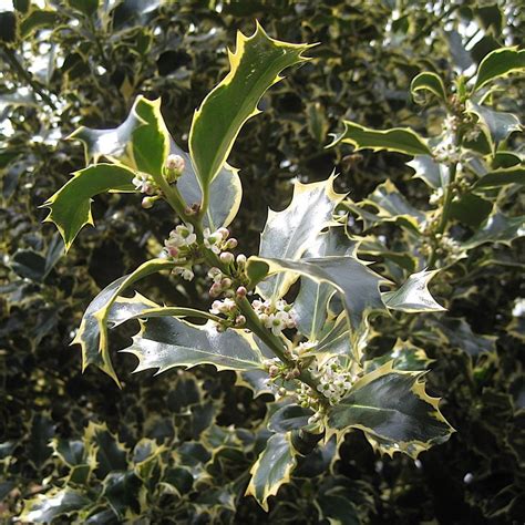 Female Flowers Of Holly 12 © Robin Stott Cc By Sa20 Geograph