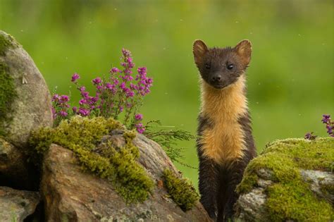 Catching Up With The Elusive Pine Marten All Things Uk